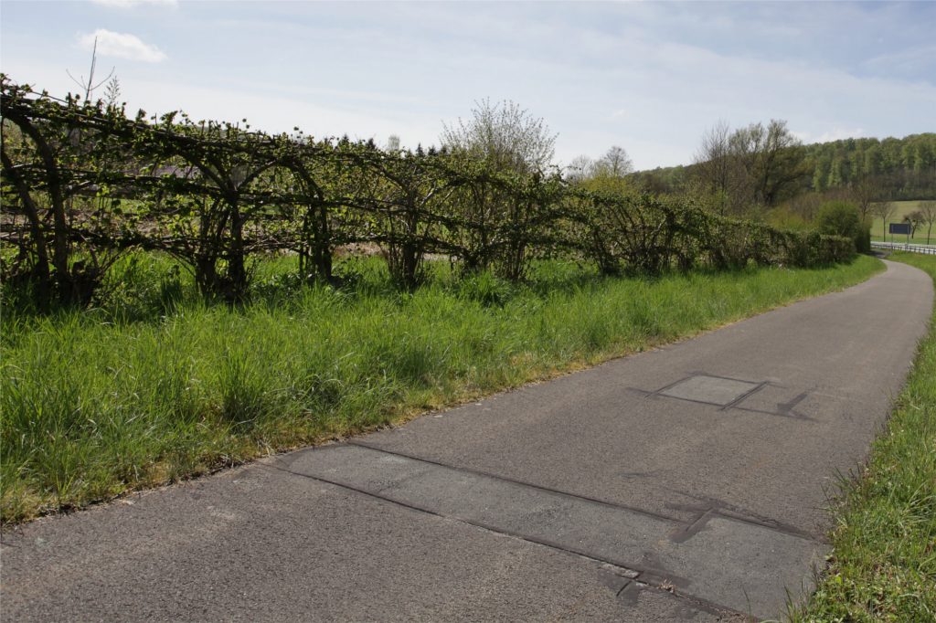 Flechthecke